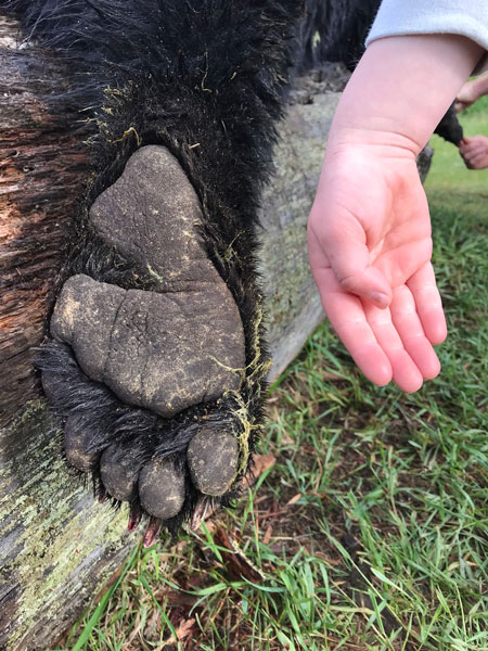 Bjørnefot-og-hånd